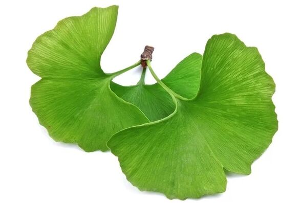 OstyHealth satur ginkgo biloba