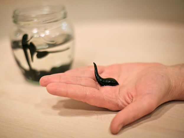 pielietojums ceļa locītavas artrozes ārstēšanai